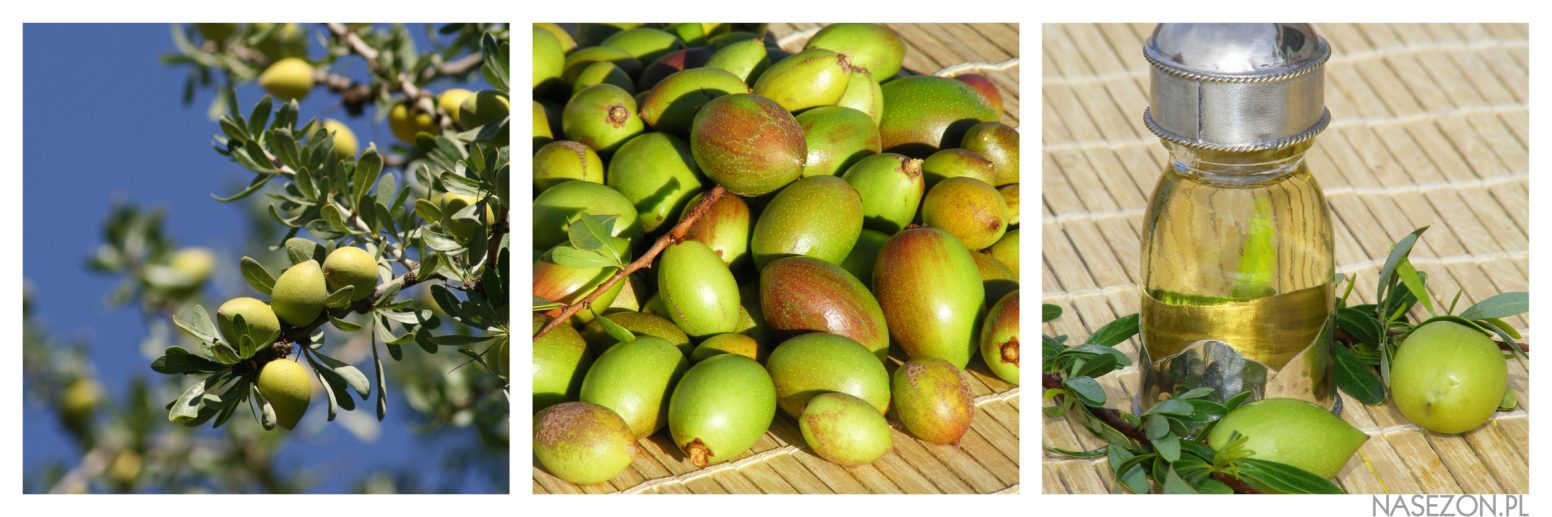 Owoce arganu, z którego wytwarzany jest olejek arganowy